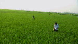 All About Lily Chou-Chou