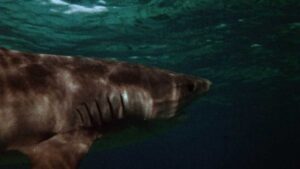 Mako: The Jaws of Death