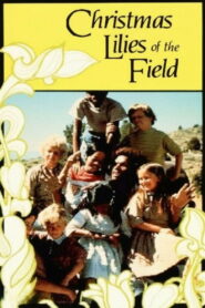 Christmas Lilies of the Field