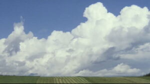 A Distant Cry from Spring