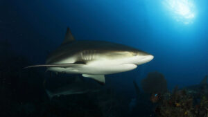 Castro’s Secret Reef