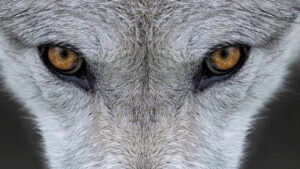 Yellowstone Journals