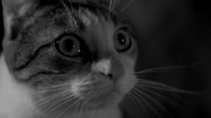 A Girl Walks Home Alone at Night