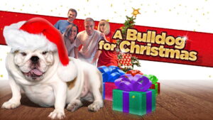 A Bulldog for Christmas