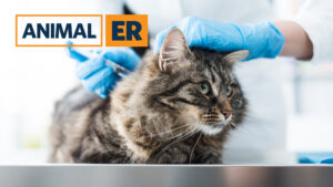 Animal ER