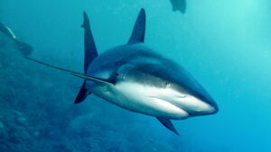 When Sharks Attack 360