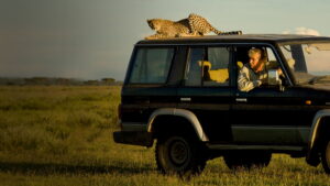 Cat Wars: Lion vs. Cheetah