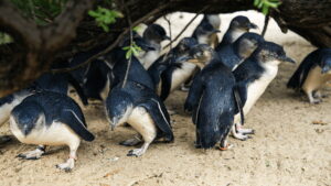 Secrets of the Zoo: Down Under