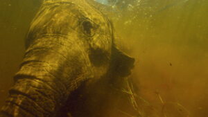 Into the Okavango
