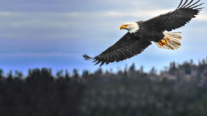 America’s Greatest Animals