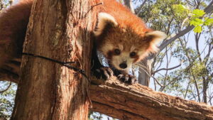 Secrets of the Zoo: Down Under