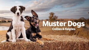 Muster Dogs