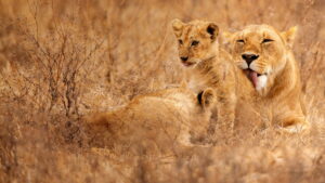 Lion Kingdom