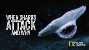 When Sharks Attack… And Why