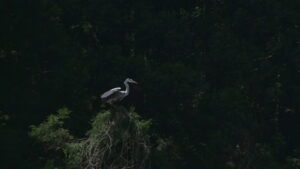 Little Forest: Winter/Spring