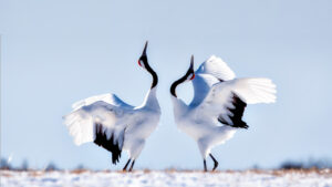 Japan: Earth’s Enchanted Islands