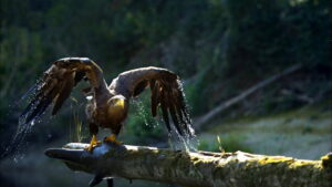 Danube: Europe’s Amazon