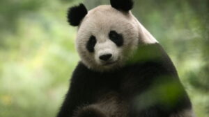 China: Nature’s Ancient Kingdom