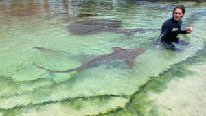 When Sharks Attack… And Why