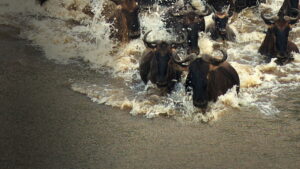 Incredible Animal Journeys (2023)