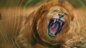 Secret World of Sound with David Attenborough