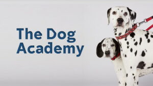 Bad Dog Academy