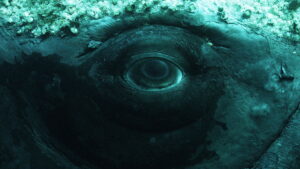 Whale with Steve Backshall