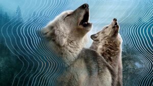 Secret World of Sound with David Attenborough