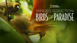 Winged Seduction: Birds of Paradise