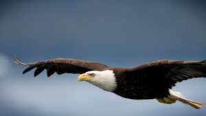 North Woods Law: Washington State