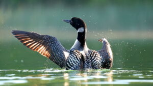 America’s National Parks (2022)