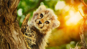 Born to be Wild (2025)