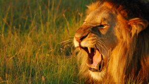 Secret World of Sound with David Attenborough