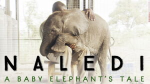 Naledi: A Baby Elephant’s Tale