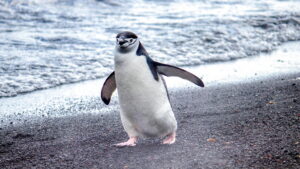 Secrets of the Penguins