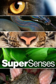 Supersenses (2019)