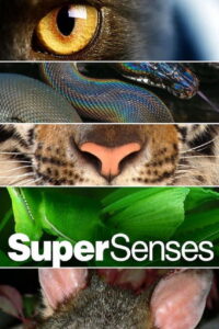Supersenses (2019)