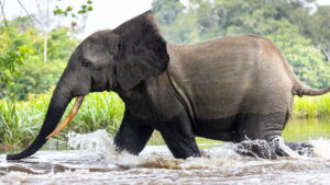 Secrets of the Elephants