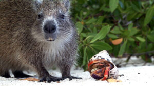 Castro’s Secret Reef