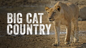 Big Cat Country