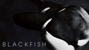 Blackfish