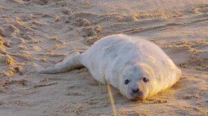 Wonderful World of Baby Animals