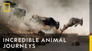 Incredible Animal Journeys (2023)