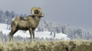 Yellowstone Journals