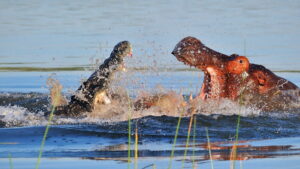 Hippo vs Croc