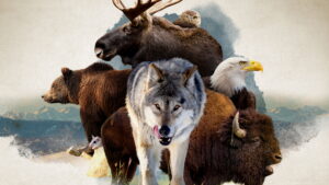 America the Beautiful (2022)