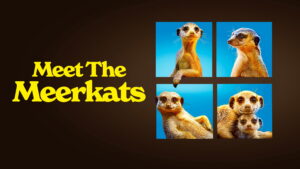 Meet the Meerkats