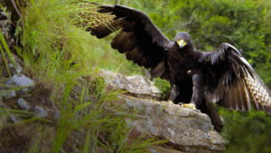 Africa’s Hidden Kingdoms