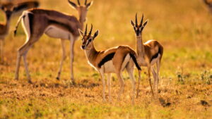 Equator’s Wild Secrets