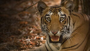 Secrets of Wild India